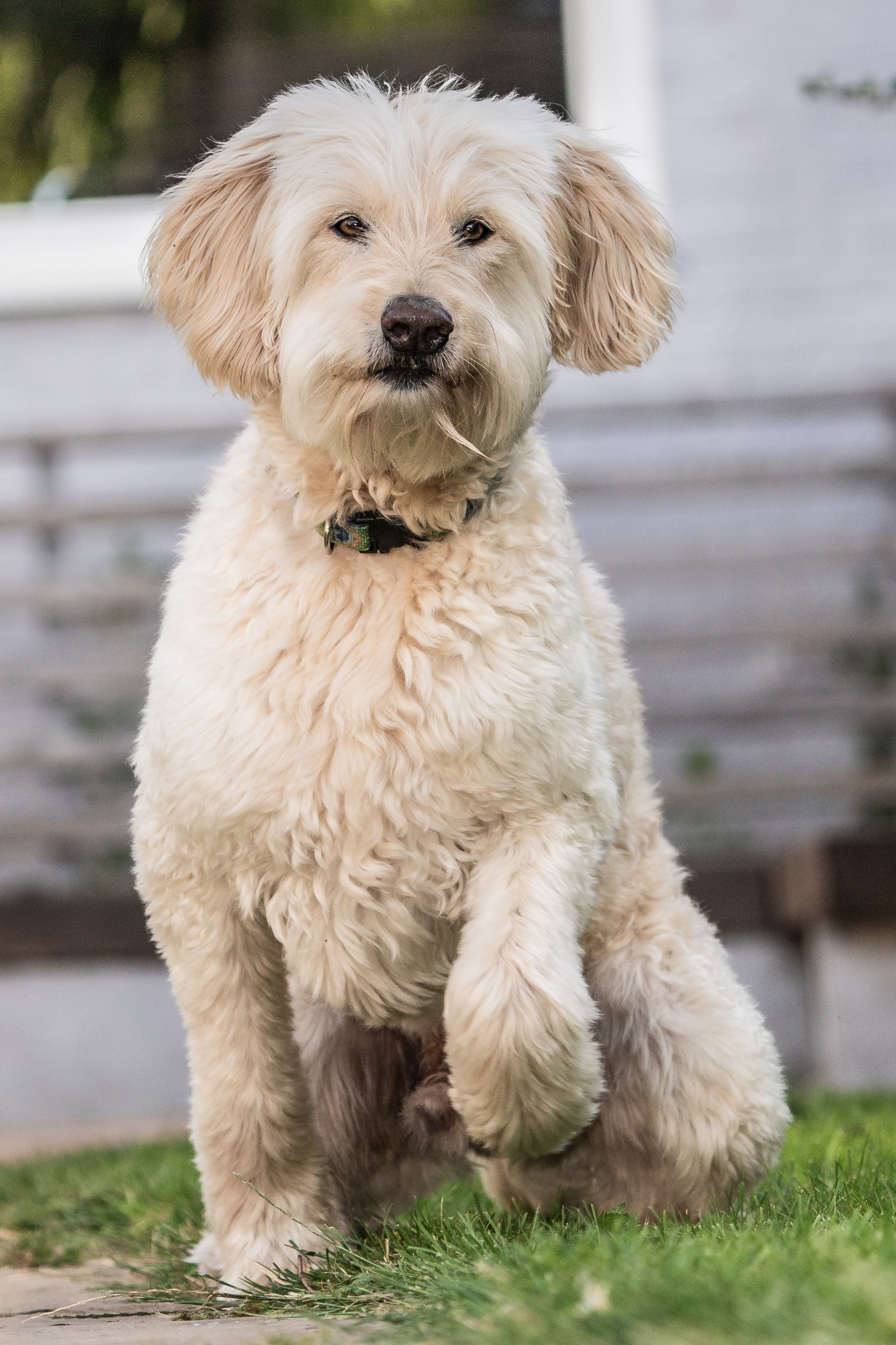 Dog fashion for allergy sufferers uk