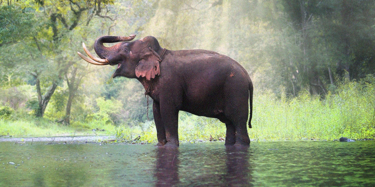 Dormire tra gli elefanti è possibile in Thailandia