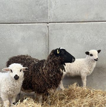 dorset farm rare lamb breed