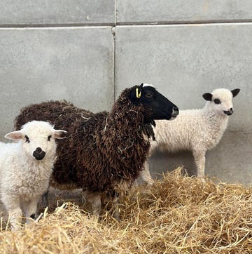 dorset farm rare lamb breed