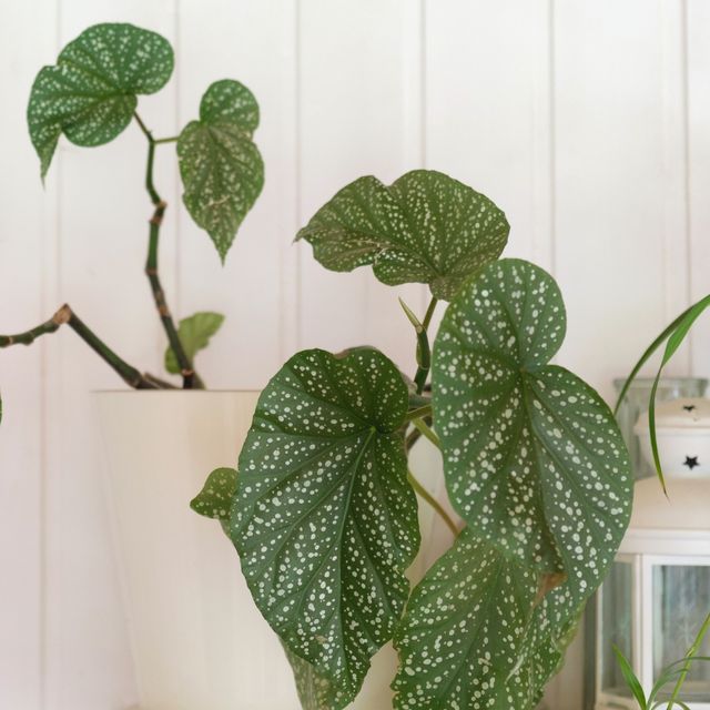 dots begonia house plant leaves begonia maculata in white pot on white wooden background cozy home with houseplants close up on the polka dot patterned leaves home plant tropical potted plant