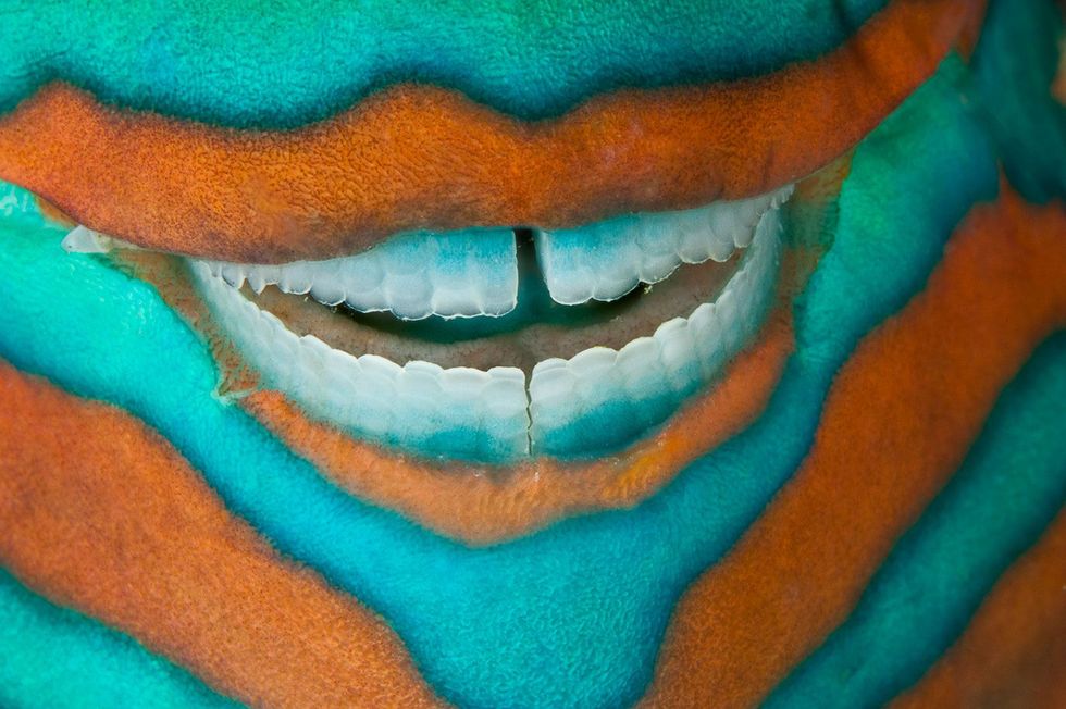 Ik maakte fotos van het Great Barrier Reef bij Heron Island toen ik een slapende Scarus frenatus die tot de papegaaivissen behoort passeerde terwijl die zijn stralend witte tanden bloot leek te lachen Met hun tanden bijten en schaven deze vissen stukjes koraal af waardoor fijn wit zand ontstaat Ik moest aan mijn tandarts denken toen ik zijn winnende glimlach fotografeerde David Doubilet