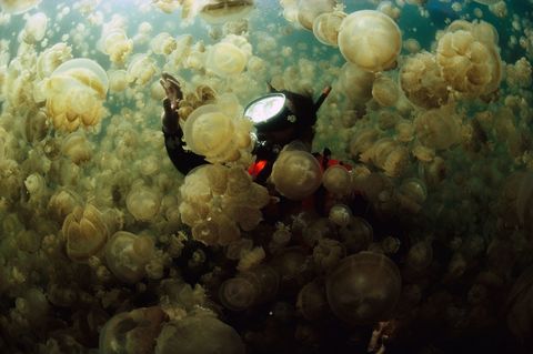 Dr William Hamner stijgt op in een laag Mastigiaskwallen in Jellyfish Lake een meer in Palau Het meer heeft een ondergrondse verbinding met de zee en een grote populatie kwallen die hun vermogen om te steken hebben verloren   David Doubilet