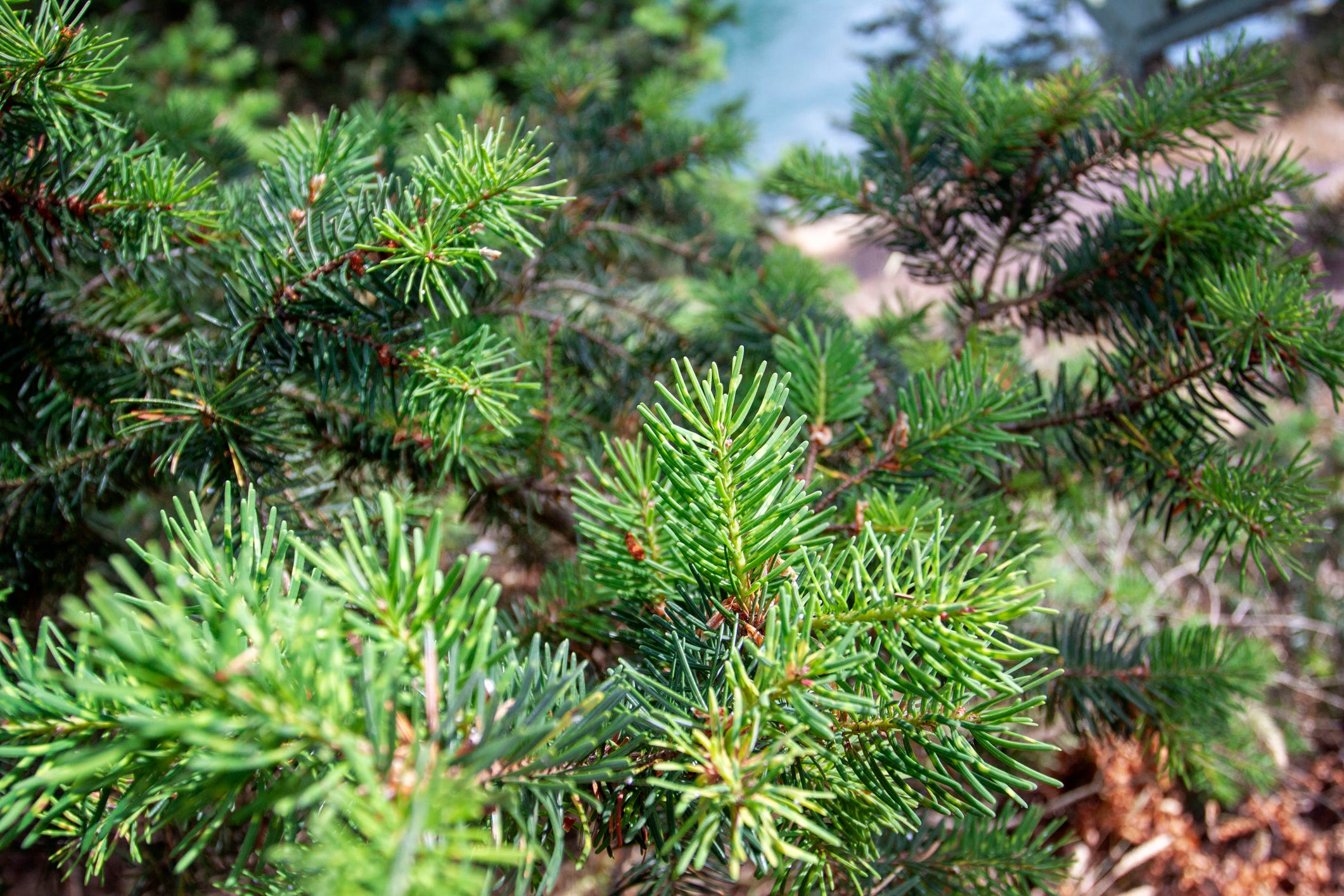 20 Most Popular Types of Christmas Trees and Tree Varieties