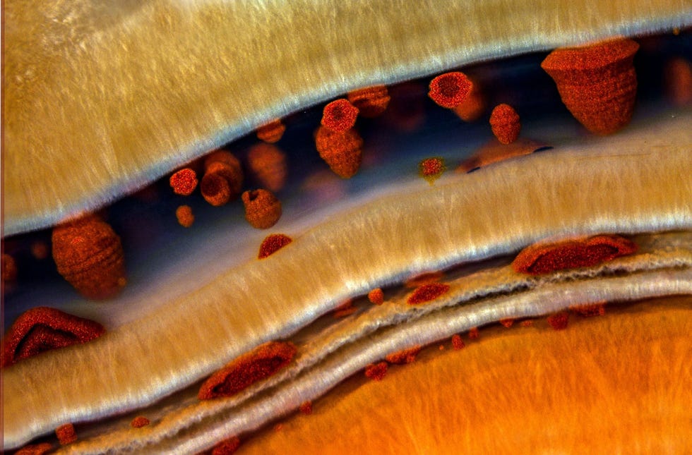 Nikon Small World 2021 Het mineraal agaat ziet er 63 keer vergroot uit als een abstract kunstwerk op deze opname van fotograaf Douglas Moore van de University of Wisconsin Het kleurige gesteente ontstaat wanneer siliciumrijk water door holtes in gesteente sijpelt en kristalliseert meestal in recent afgekoelde lavastromen De karakteristieke lagen van het mineraal worden gevormd door verschillen in de omvang structuur en samenstelling van de kristallen