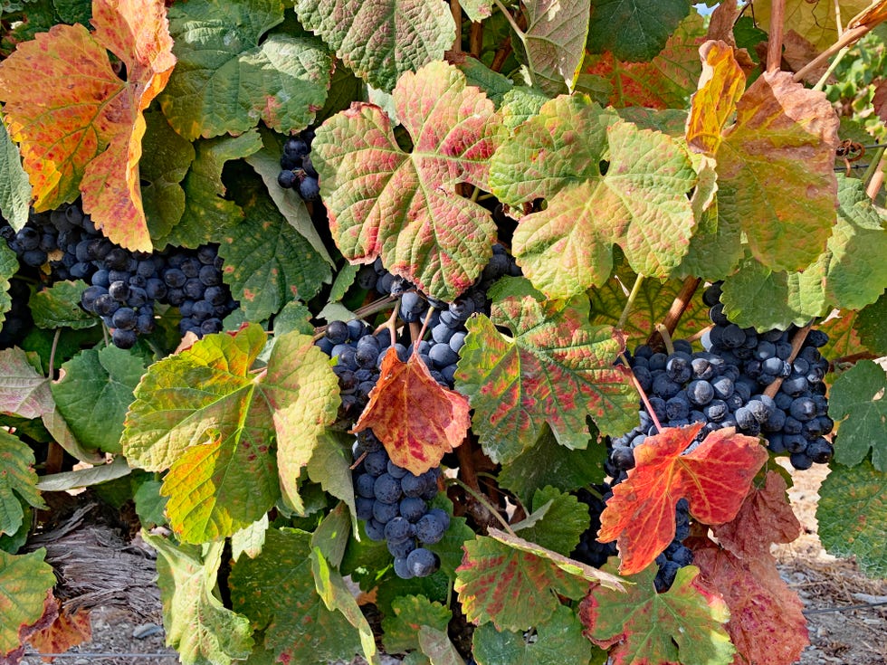 protected behind beautiful, large leaves, clusters of ripe red grapes wait to be picked photograph taken at the end of summer, a few days before the start of the harvest, in a vineyard in pinhao, in the douro valley, north region, portugal light and natural colors photograph taken with an iphone xr