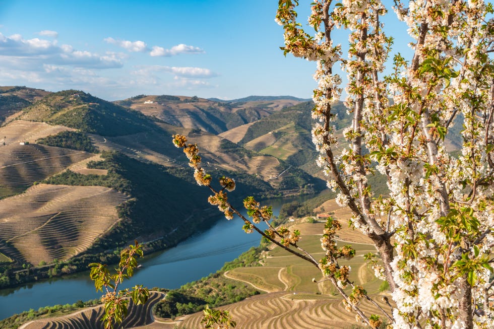 view of the terraced vineyards in the douro valley and river near the village of pinhao, portugal concept for travel in portugal and most beautiful places in portugal