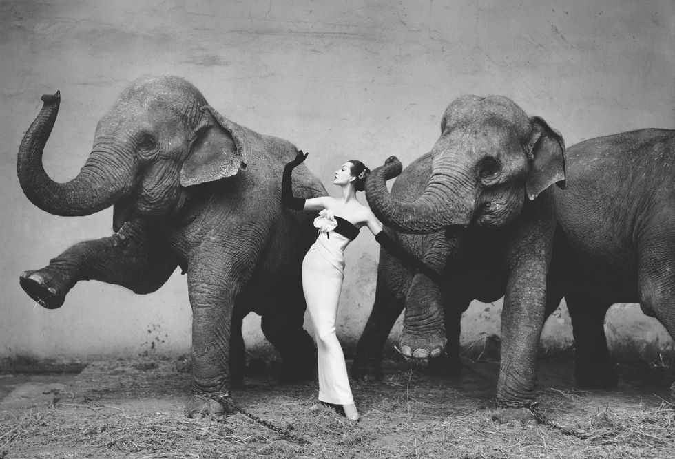 dovima with elephants evening dress by dior cirque dhiver paris august 1955