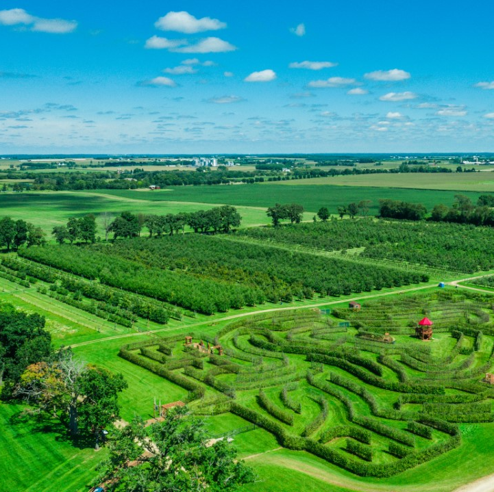 overhead view of apple orchard with a maze