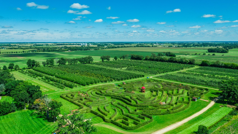 overhead view of apple orchard with a maze