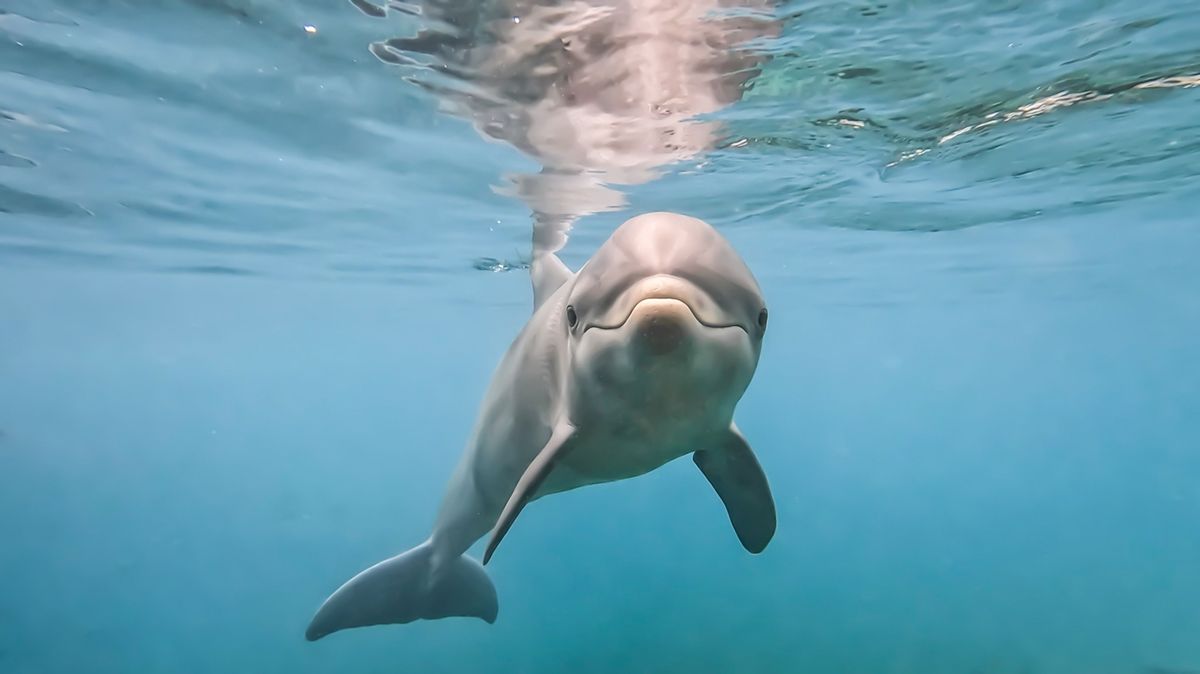 Een jonge tuimelaar gaat op onderzoek uit in een bassin met zeewater bij Dolphin Quest Bermuda