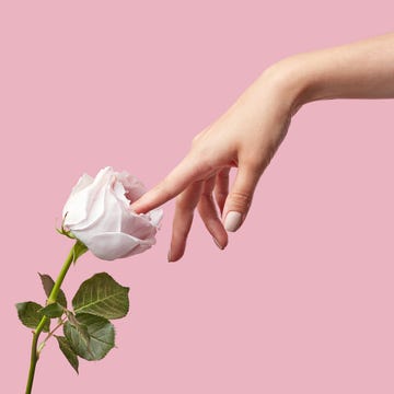 a hand gently touching a pink rose against a pink background a hand gently touching a pink rose against a pink background