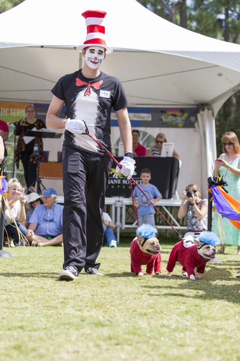 naples, florida, united states   october 25, 2015  a man dressed up as the character cat in a hat with his two french bulldogs, walk the outdoor runway at the collier county humane societys strut you mutt event
