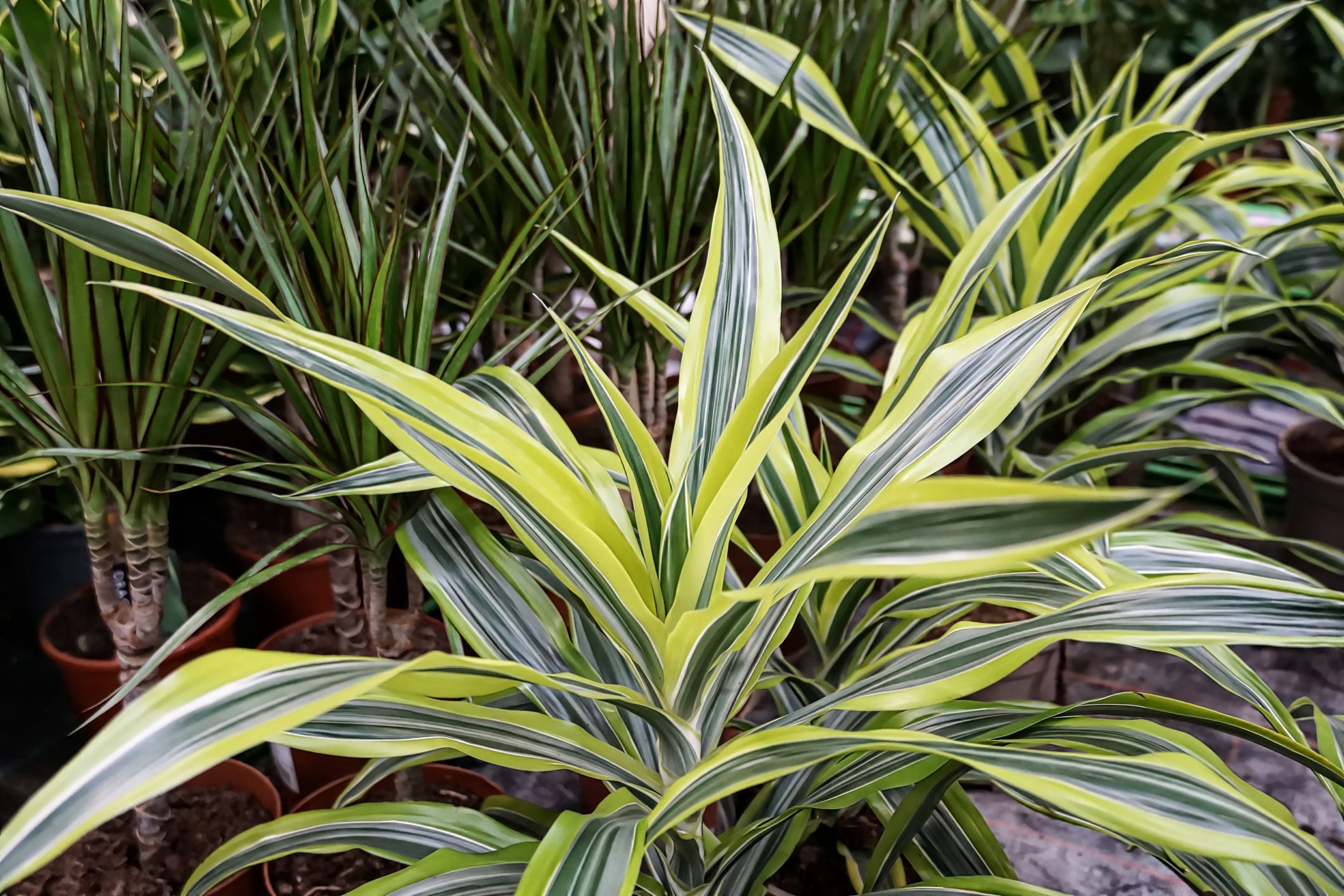 Dracaena Care: How to Care for a Dracaena Plant Indoors