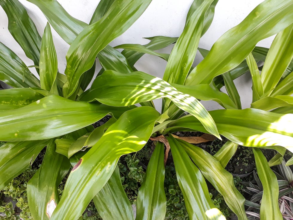 dracaena leaves plant