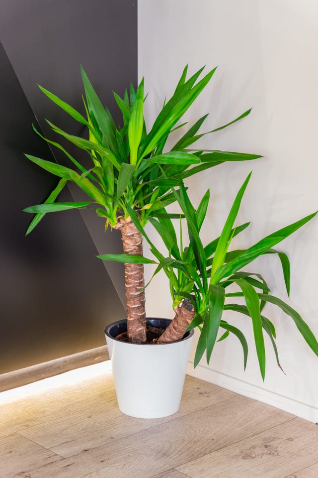 Dracaena Care: How To Care For A Dracaena Plant Indoors