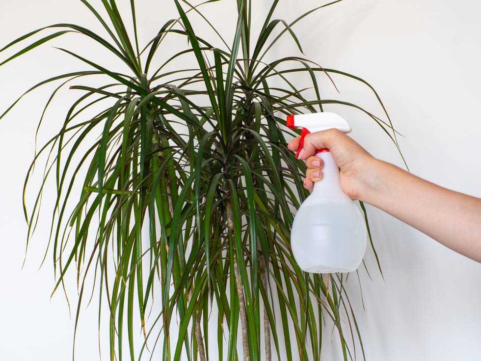 dracaena plant care