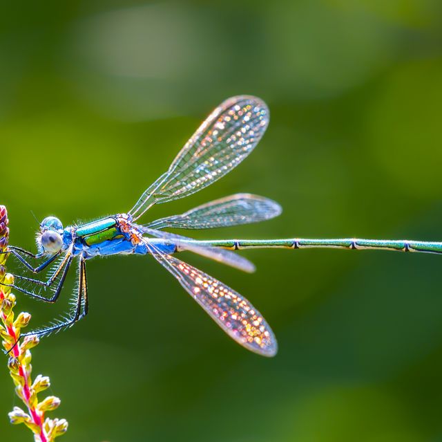 side view of iridescent blue dragonfly on a yellow and pink flower stalk in close up