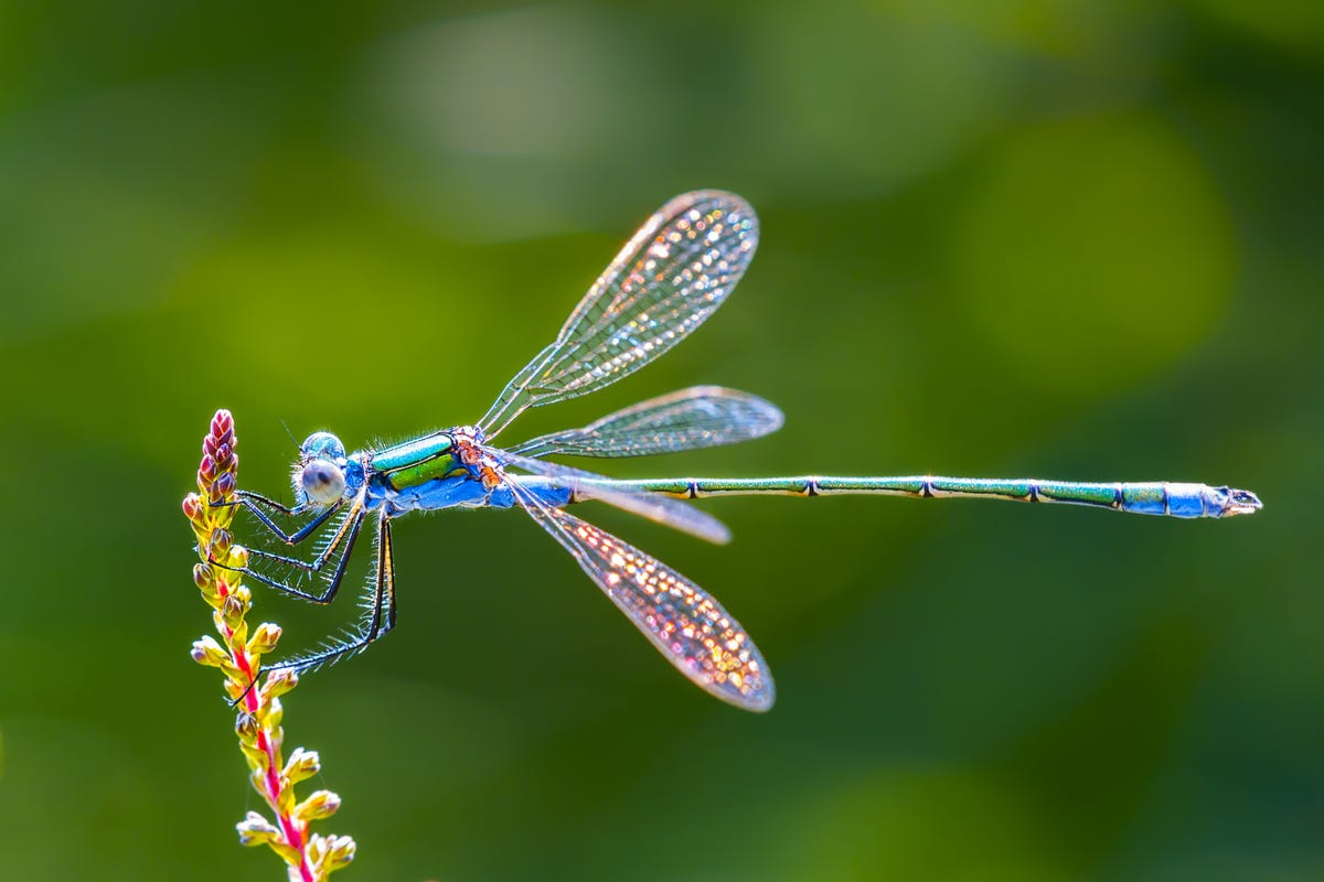 Dragonfly Meaning and Symbolism, According to An Expert