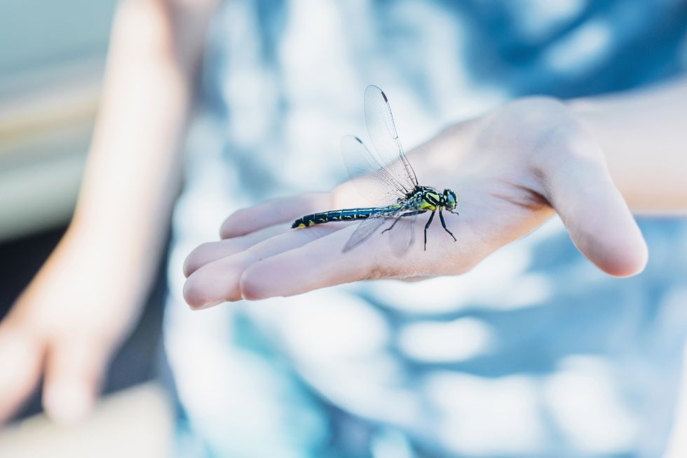 big green dragonfly on boy's hand