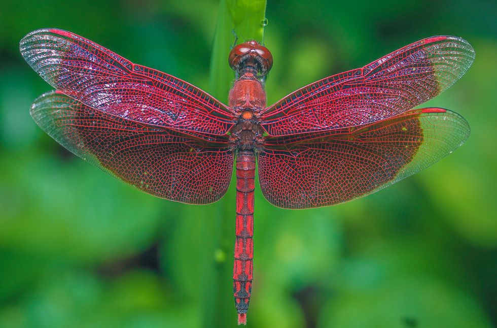 overhead closeup of red dragonfly on plant