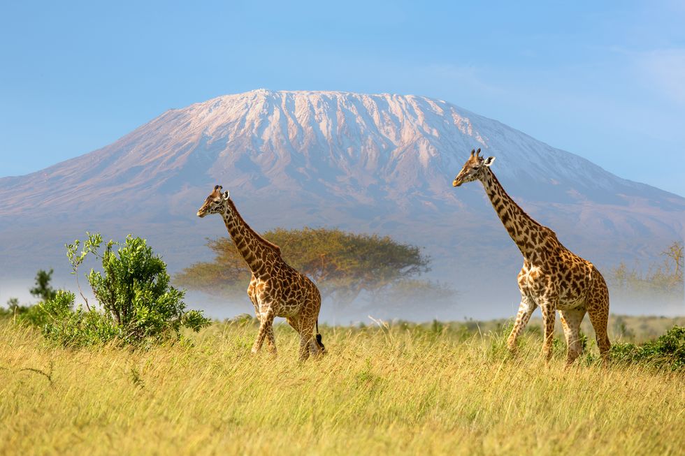 giraffes, fog, kilimanjaro and acacia trees in the morning