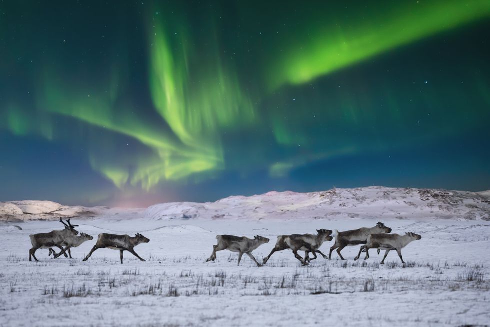a group of animals running in the snow with a green aurora in the background