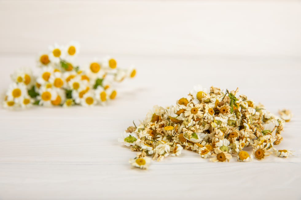 how to grow chamomile