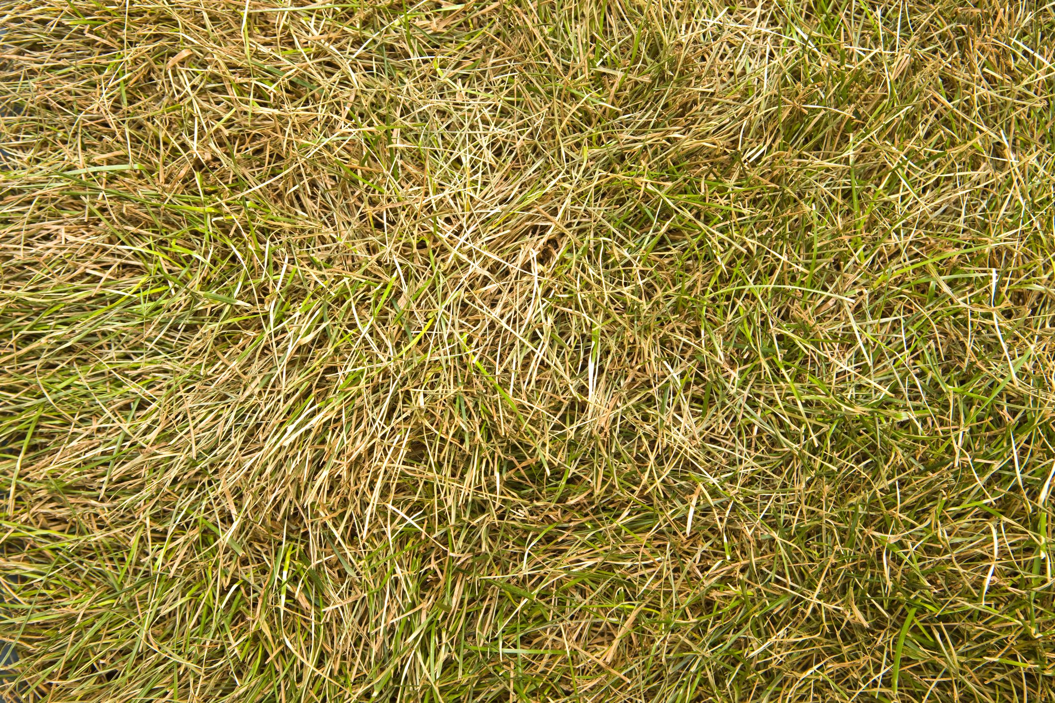 How to Treat Dry Grass and Brown Spots | Lawn Care Guide 2022
