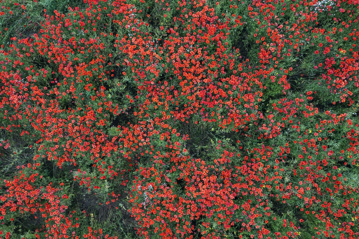 drone view across a field with poppies