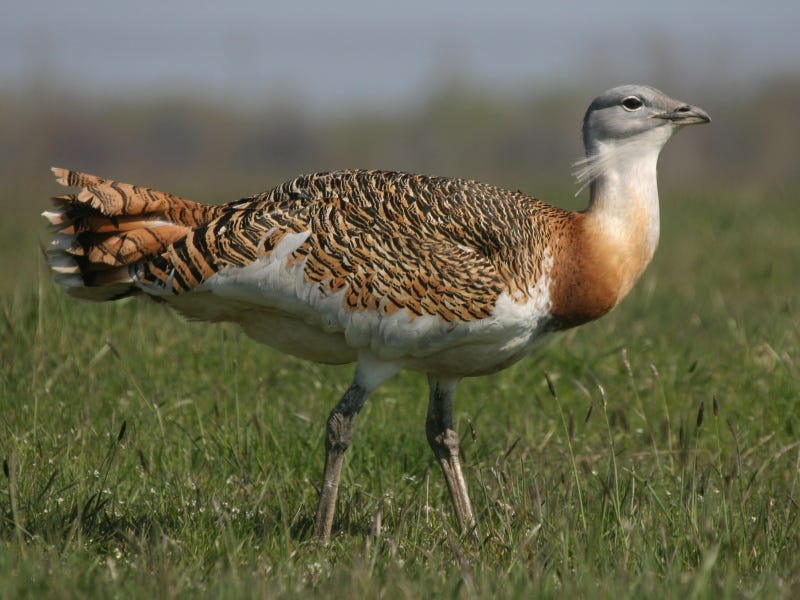 Bird, Vertebrate, Beak, Bustard, Terrestrial animal, Grassland, Wildlife, Ecoregion, Adaptation, Grass family, 