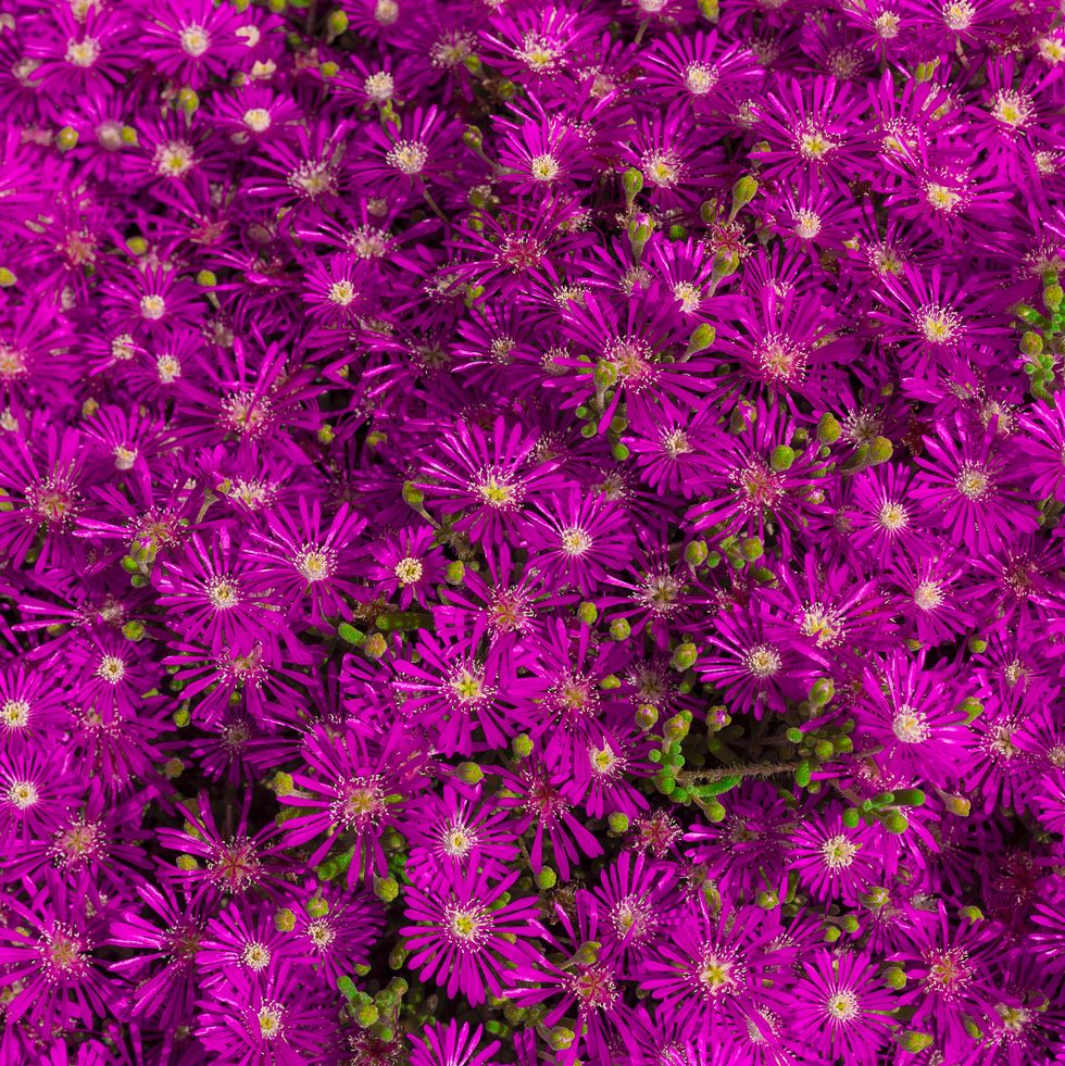 delosperma