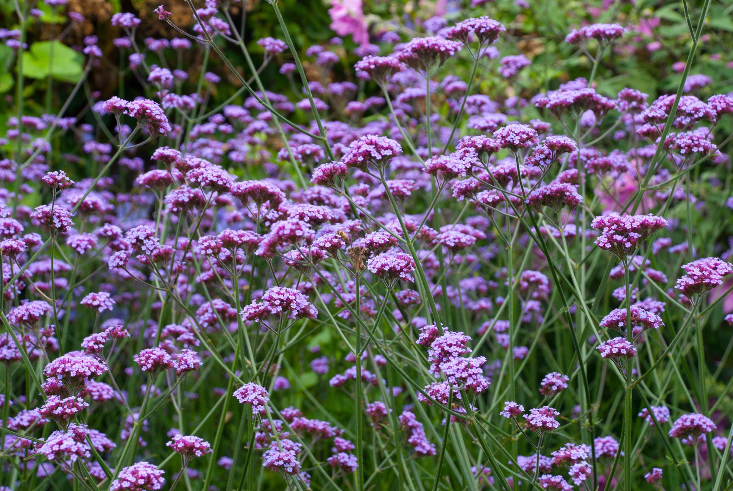 Purple Flowers Fade Set- Purple Heart, Blossom, Verbena - three