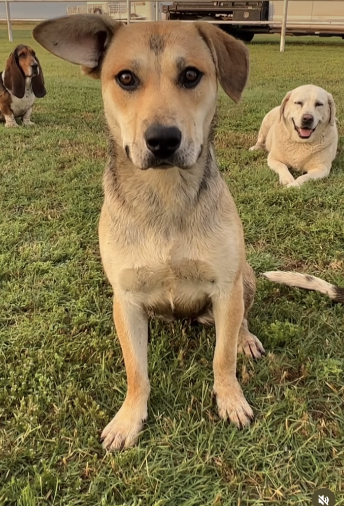 151 Pawsome Dog Puns & Puppy Puns for Captions & Statuses