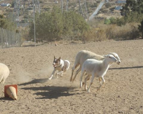 dog herding sheep at the drummond ranch in california's antelope valley