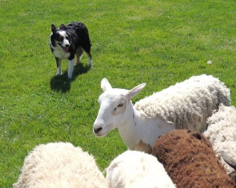 dog herding sheep in california's drummond ranch