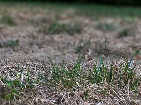 why lawn looks bad not good choice
