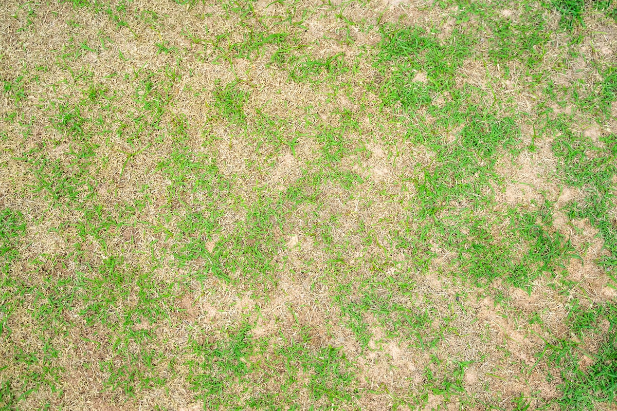 9 Reasons Your Lawn Looks So Much Worse Than Your Neighbors'