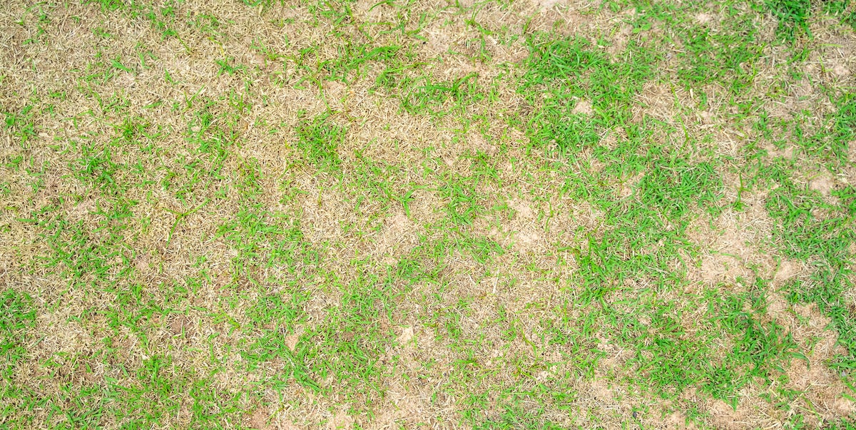 why lawn looks bad