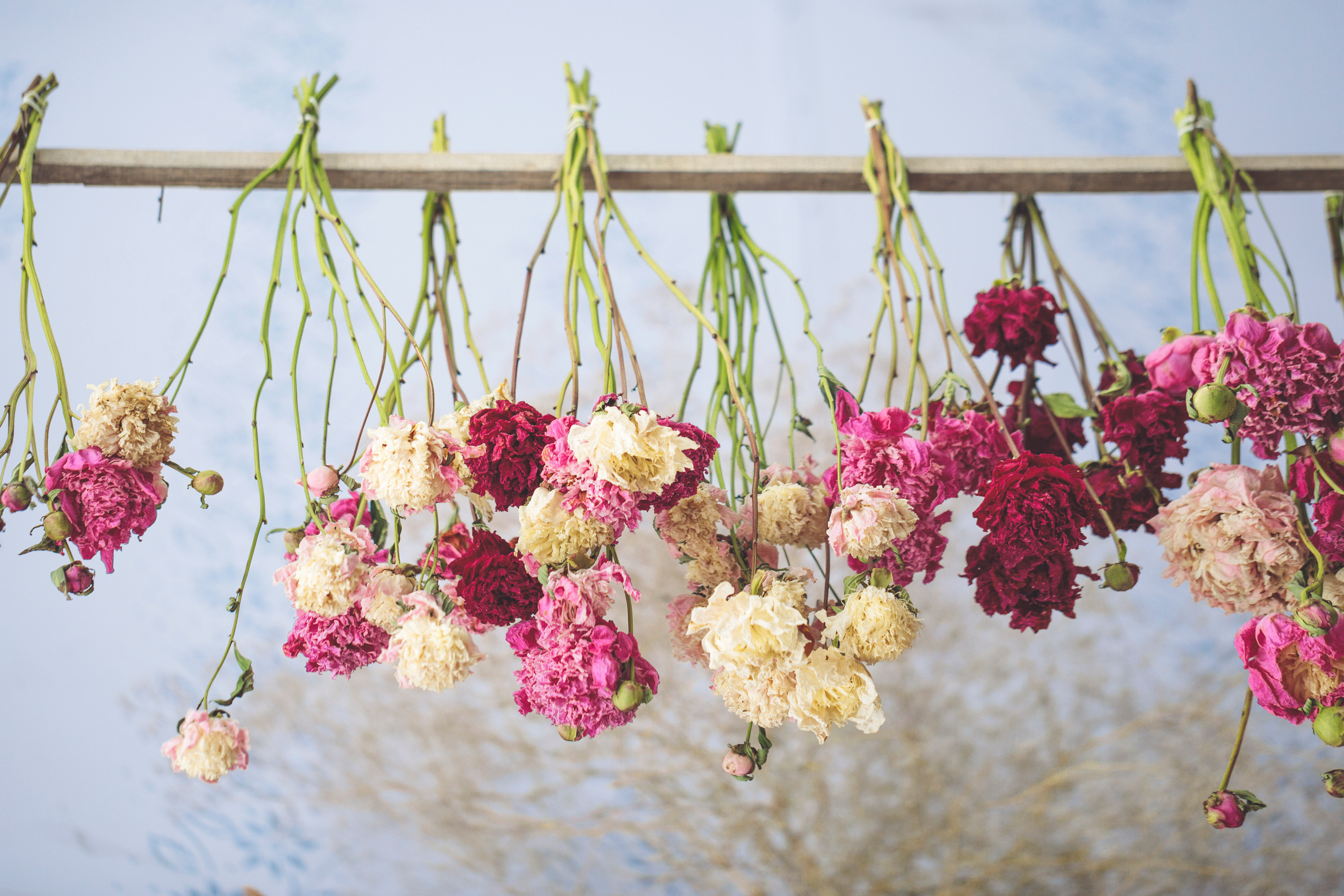 How to dry flowers