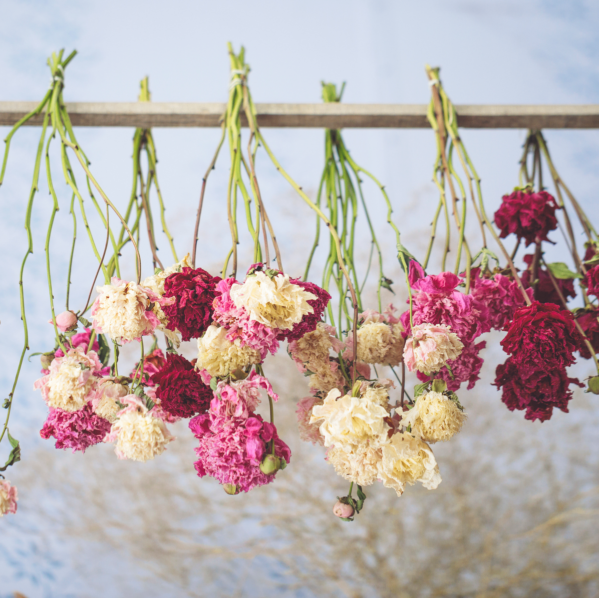 Drying Flowers with Silica GelCrystals + A Fun Way to Display Them
