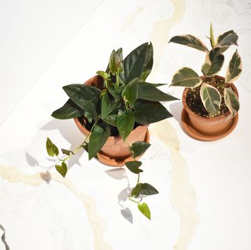 Flowerpot, Leaf, Botany, Houseplant, Annual plant, Plant stem, 