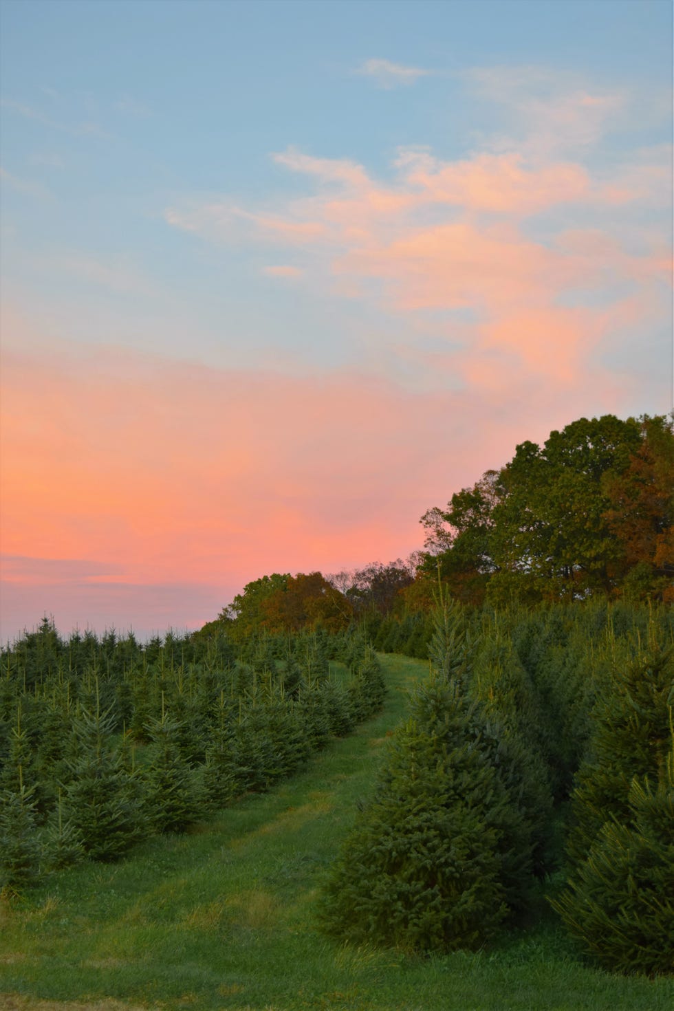 50 Best Christmas Tree Farms in America