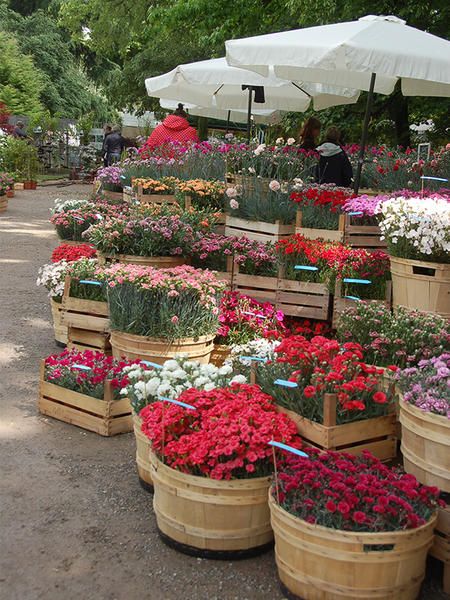 Marketplace, Flower, Pink, Public space, Market, Flowerpot, Plant, Floristry, Selling, Annual plant, 