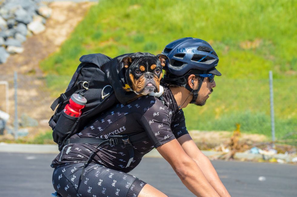 Princess Leia, the bike-riding bulldog of Los Angeles