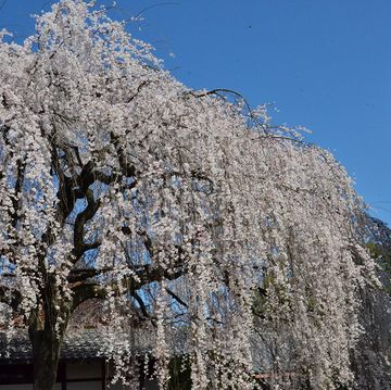 a tree with white blossoms　京都　桜