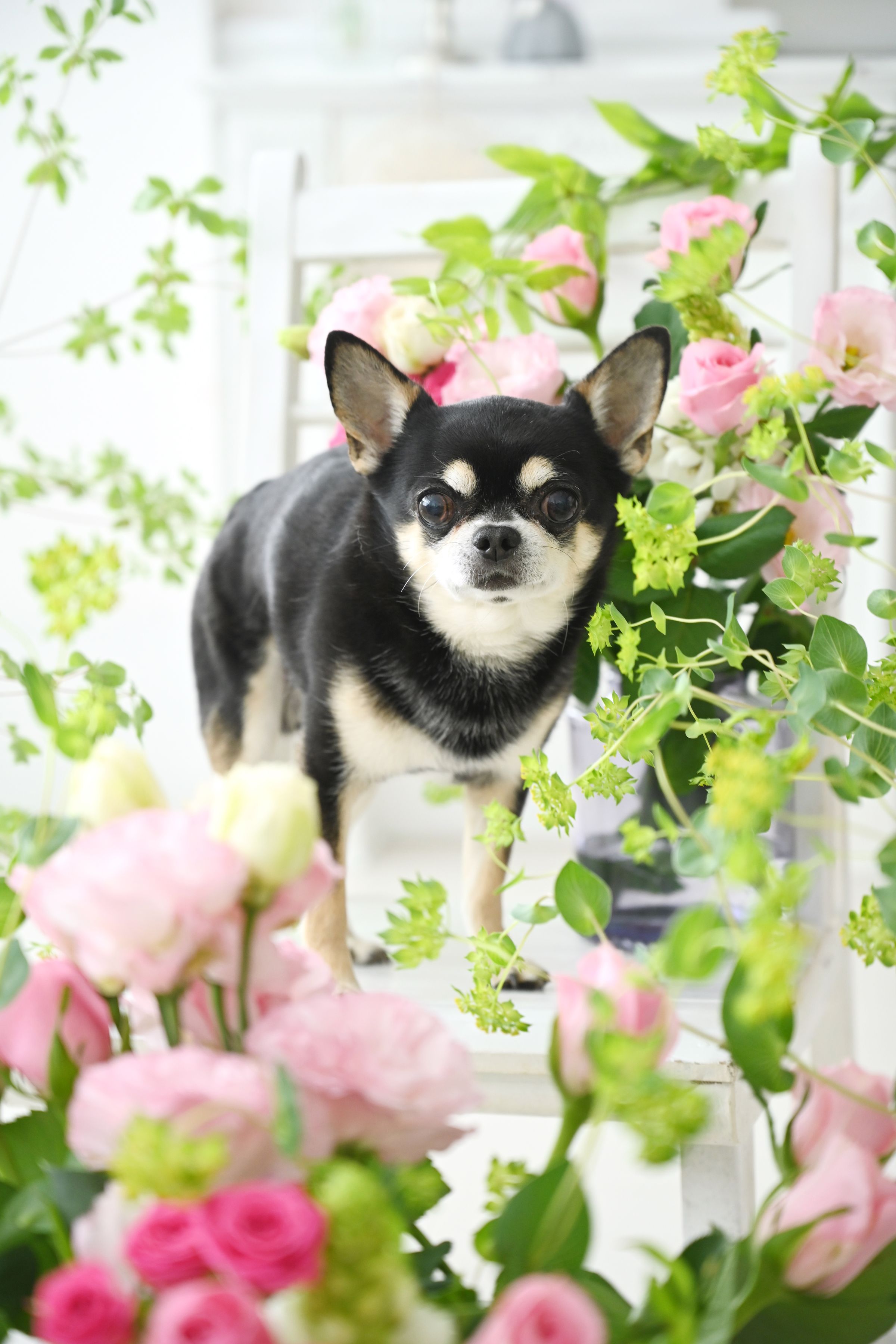 愛犬をお家で可愛く撮る方法