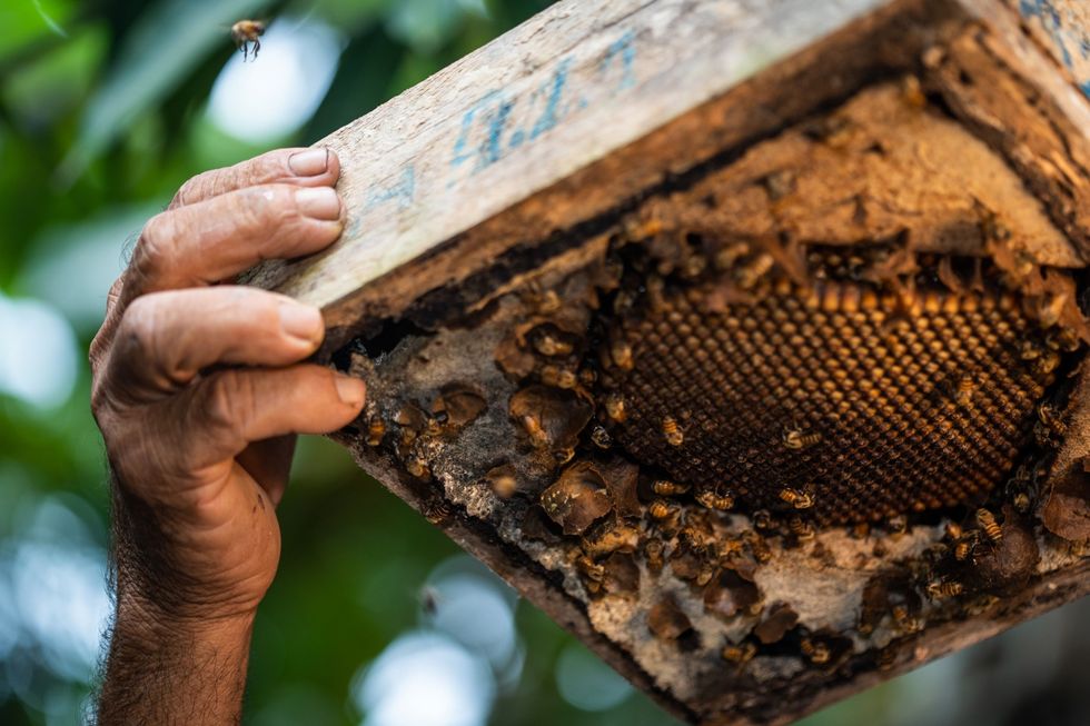 Boer Heriberto Vela Crdova uit San Francisco Peru opent een korf met nietstekende bijen op zijn boerderij Imkers houden de insecten in speciale houten kisten waaruit ze de honing met zo weinig mogelijk schade aan de bijen kunnen halen
