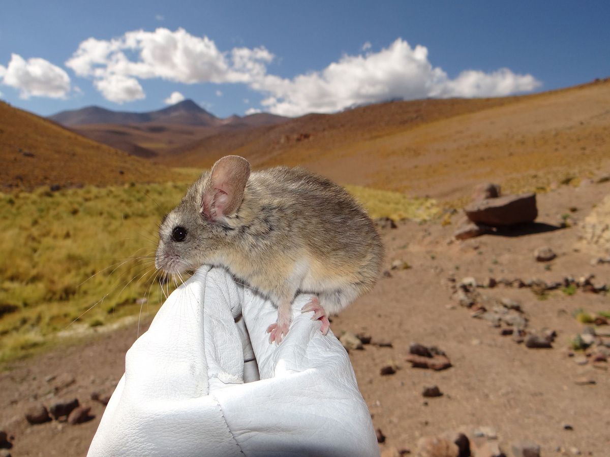 Een Patagonische bladoormuis Phyllotis xanthopygus zit op de handschoen van een onderzoeker die de hogere hellingen van de vulkaan Llullaillaco heeft beklommen Deze muizensoort leeft op grotere hoogte dan enig ander zoogdier in de wereld