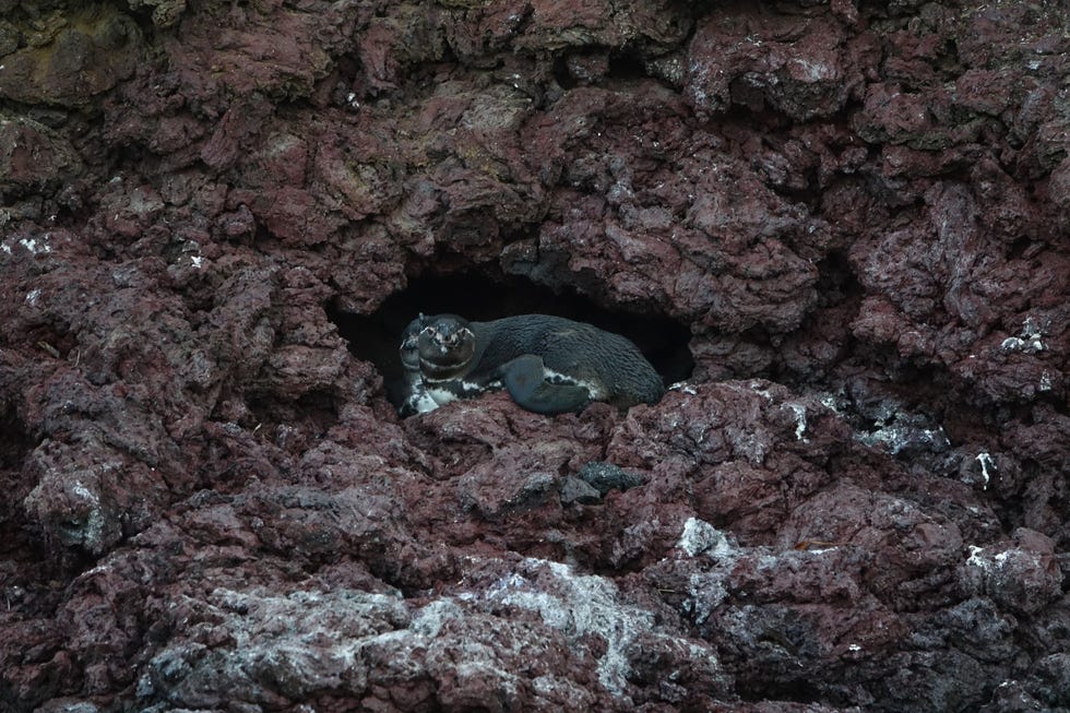 Een pingunpaar in een van de nesten die in 2010 door Boersma en haar collegas werden gemaakt Aangezien door de mens gentroduceerde roofdieren het voornaamste gevaar vormen voor Galapagospinguns bouwde het team de nesten in gebieden waar die niet zijn